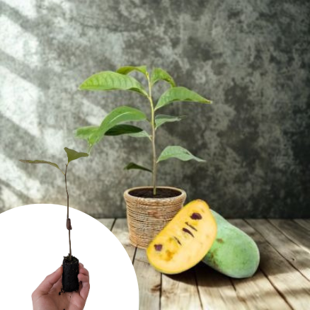Asiminier Paw Paw - Mangue du Canada - Papaye Rustique en mini-motte - Leaderplant