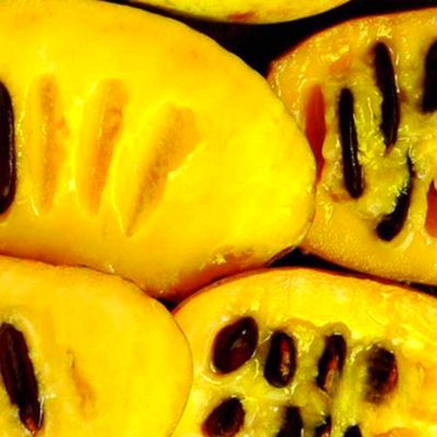 Asiminier Paw Paw - Mangue du Canada - Papaye Rustique  - Leaderplant