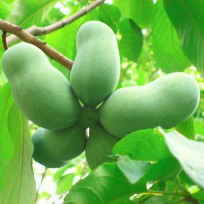 Asiminier Paw Paw - Mangue du Canada - Papaye Rustique  - Leaderplant