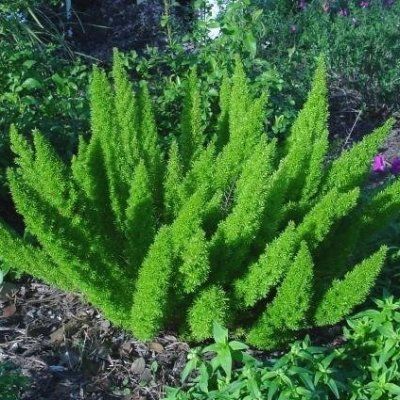 Asperge Queue-de-Renard - Leaderplant