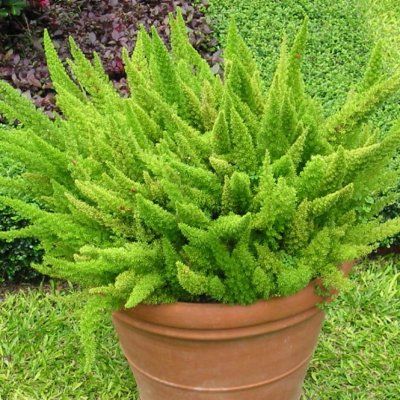 Asperge Queue-de-Renard - Leaderplant