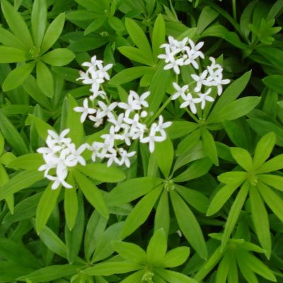 Aspérule odorante - Gaillet odorant - Leaderplant