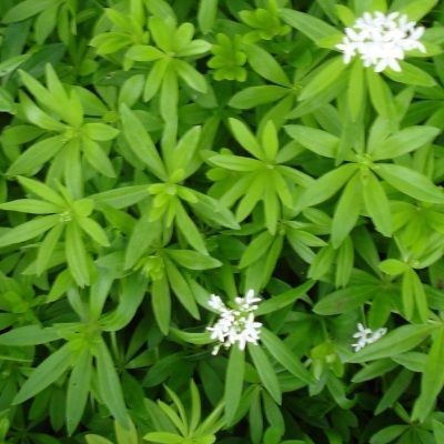 Aspérule odorante - Gaillet odorant - Leaderplant