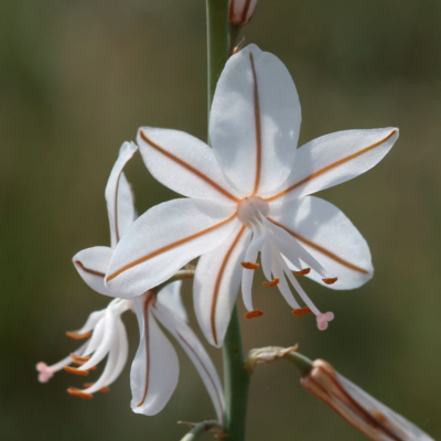Asphodéline fistuleuse  - Leaderplant