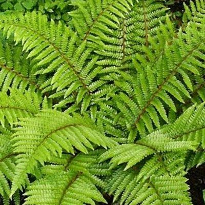 Fougère Aspidie du Japon - Leaderplant