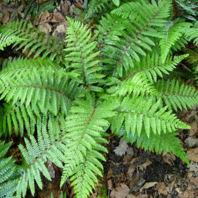 Fougère Aspidie du Japon - Leaderplant