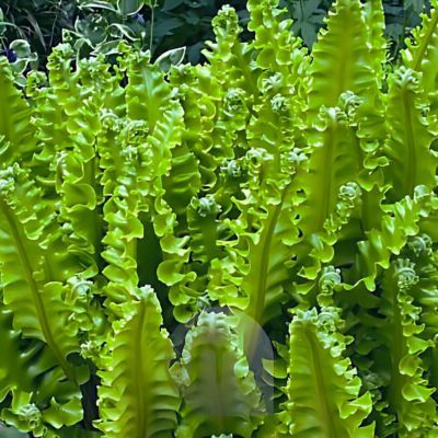 Fougère scolopendre frisée Bolton’s Nobile ®  - Leaderplant