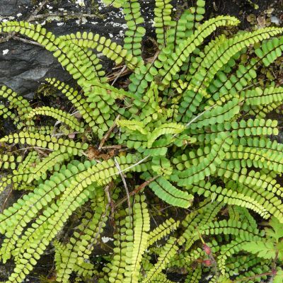 Fougère Asplenium - Fausse capillaire - Leaderplant
