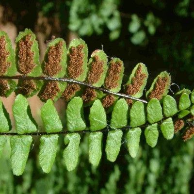 Fougère Asplenium - Fausse capillaire - Leaderplant