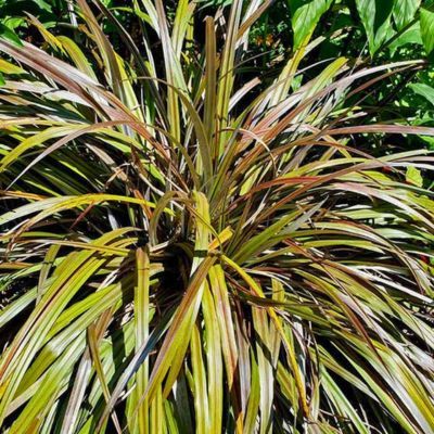 ASTELIA nervosa Westland - Leaderplant