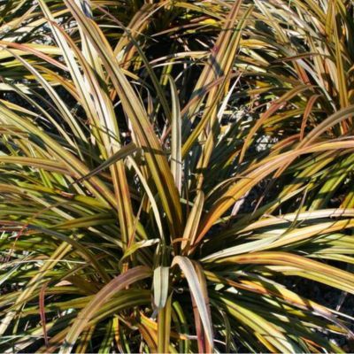 ASTELIA nervosa Westland - Leaderplant