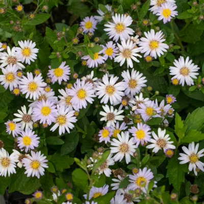 Aster Stardust - Leaderplant