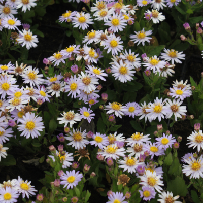 Aster Stardust - Leaderplant