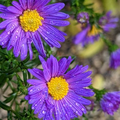 Aster des Alpes Dunkle Schöne - Leaderplant