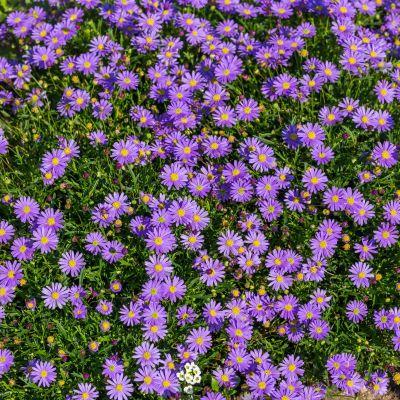 Aster des Alpes Dunkle Schöne - Leaderplant