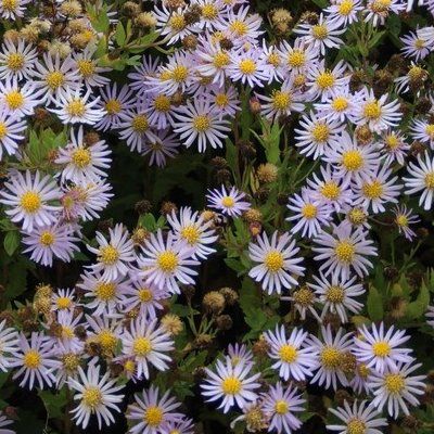 Aster mauve 'Asran' - Leaderplant