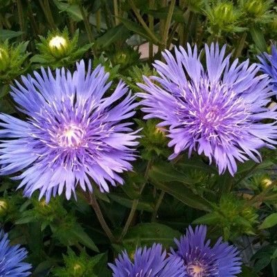 Stokesia Aster de Chine Mel’s Blue ®  - Leaderplant
