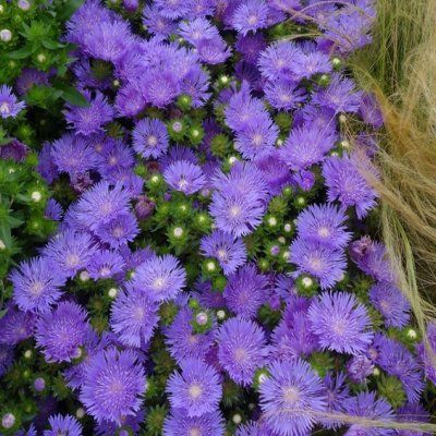 Stokesia Aster de Chine Mel’s Blue ®  - Leaderplant