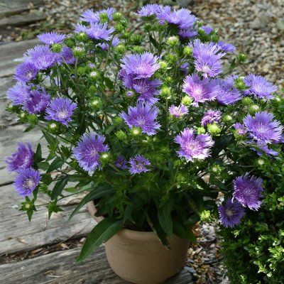 Stokesia Aster de Chine Mel’s Blue ®  - Leaderplant
