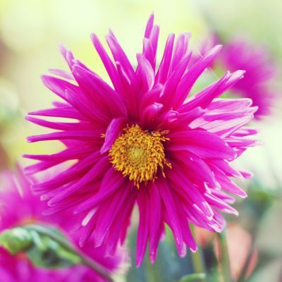 Aster nain Alice Haslam  - Leaderplant