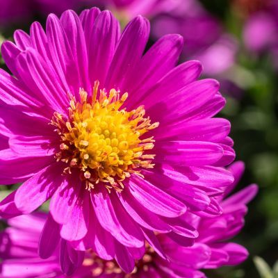 Aster nain d’automne Jenny  - Leaderplant