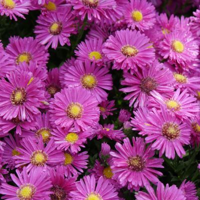 Aster nain d’automne Jenny  - Leaderplant