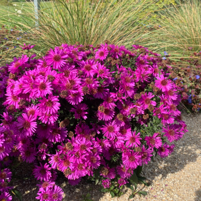 Aster nain Starlight - Leaderplant