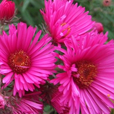 Aster Andenken Alma - Leaderplant