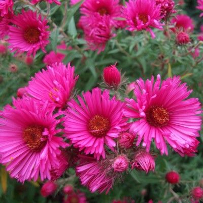 Aster Andenken Alma - Leaderplant