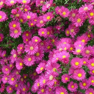 Aster Andenken Alma - Leaderplant