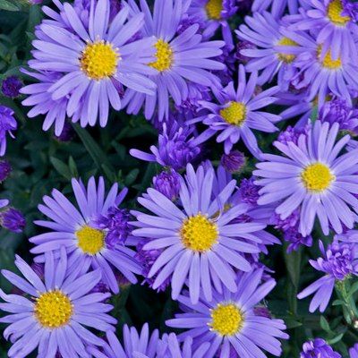 Aster Lady in Blue - Leaderplant