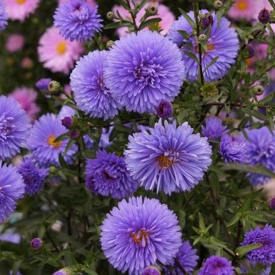 Aster d'automne double bleu - Leaderplant