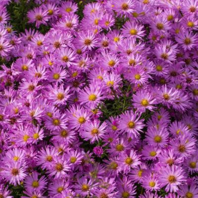 Aster nain Herbstgruss v. Bresserhof  - Leaderplant