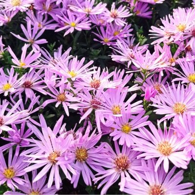 Aster nain Herbstgruss v. Bresserhof  - Leaderplant