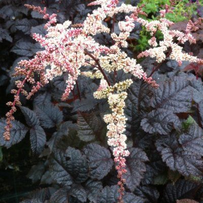 Astilbe Chocolate Shogun ® - Leaderplant