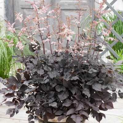Astilbe Chocolate Shogun ® - Leaderplant