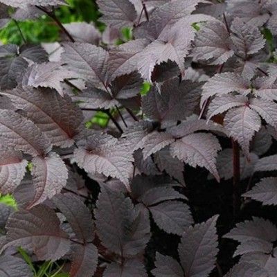 Astilbe Chocolate Shogun ® - Leaderplant