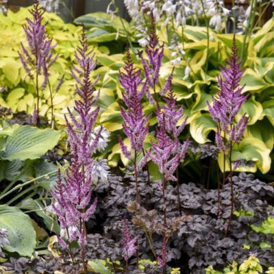 Astilbe Dark Side of the Moon ® - Leaderplant