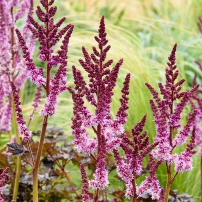 Astilbe Dark Side of the Moon ® - Leaderplant