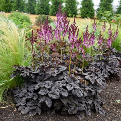 Astilbe Dark Side of the Moon ® - Leaderplant