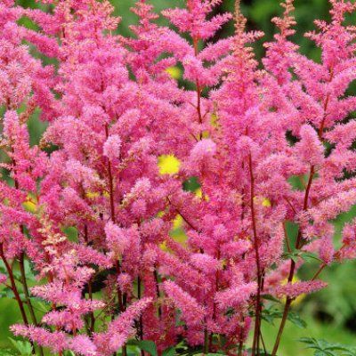 Astilbe 'Bressingham Beauty' - Leaderplant