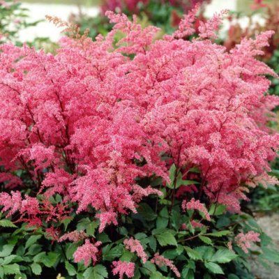 Astilbe 'Bressingham Beauty' - Leaderplant