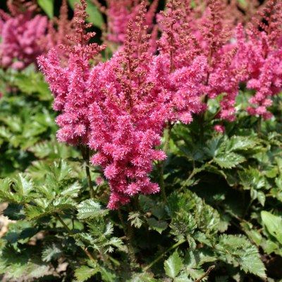 Astilbe naine rose Vision in Pink ® - Leaderplant