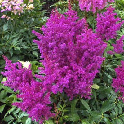 Astilbe naine violette Vision in Purple ® - Leaderplant