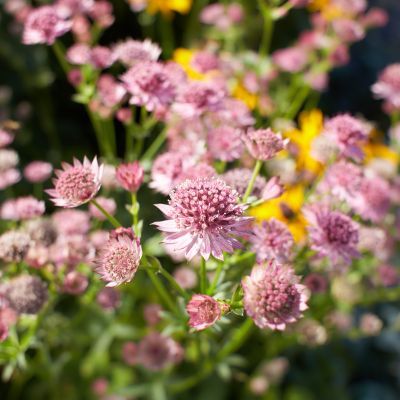 Astrance major Pink Pride  - Leaderplant