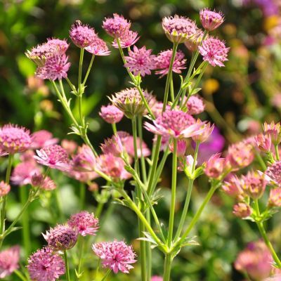 Astrance major Pink Pride  - Leaderplant