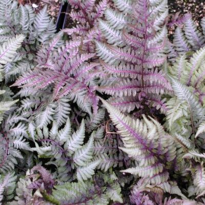 Fougère du Japon Regal Red - Leaderplant