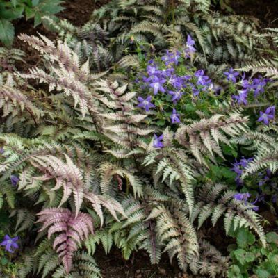 Fougère du Japon Regal Red - Leaderplant