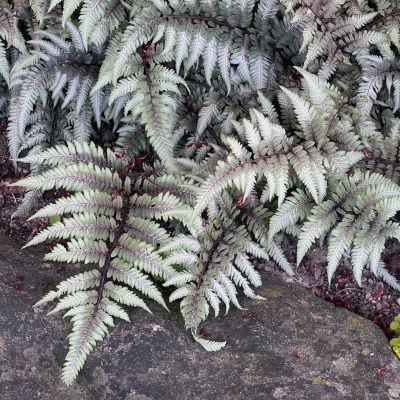 Fougère arc-en-ciel  - Leaderplant