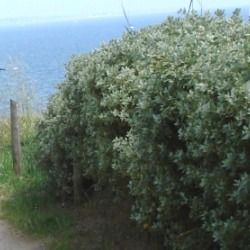 Pourpier de mer - Leaderplant